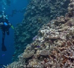 Diving along the wall in the Coral Sea. by Bill Arle 